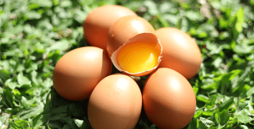 Warna Kuning Telur - Perbedaan Telur Biasa dan Telur Omega 3
