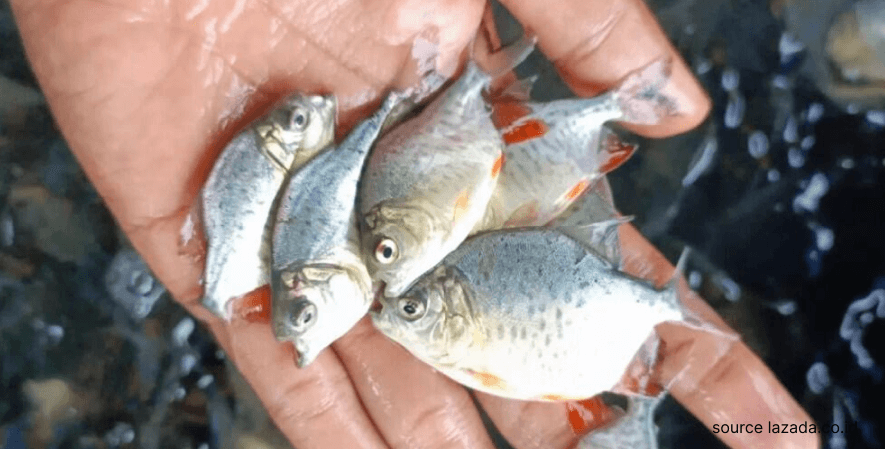 3. Memilih bibit berkualitas - Cara Budidaya Ternak Ikan Bawal