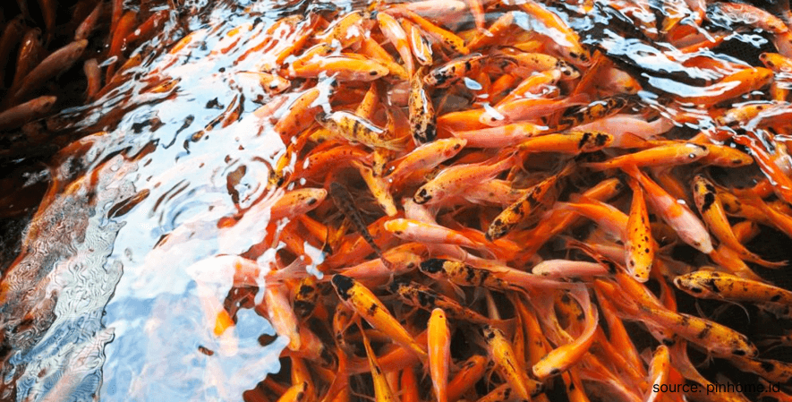 5. Budidaya Ikan - Deretan Ide Usaha rumahan di Desa