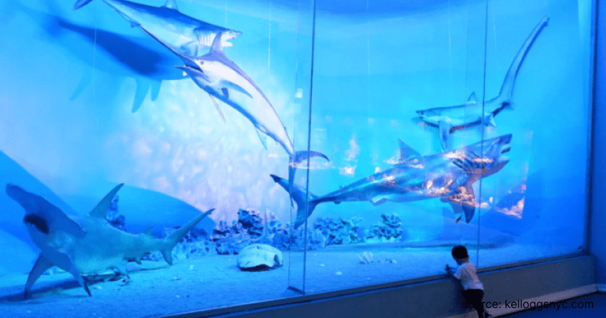 5. Fantastic Aquarium - 6 Rekomendasi Wisata Aquarium