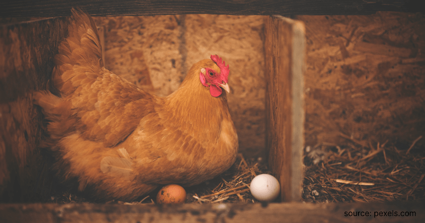 6. Ternak Ayam Petelur - Rekomendasi 7 Ide Bisnis 40 Juta