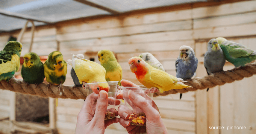 Melakukan Pemberian Pakan Induk dan Anakan - Cara Budidaya Ternak Lovebird
