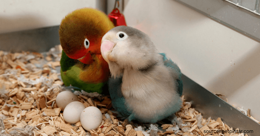 Melakukan Persiapan Kawin - Cara Budidaya Ternak Lovebird