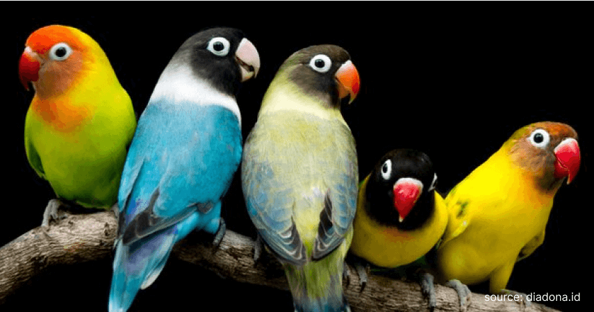 Memilih Indukan Lovebird yang Bekualitas - Cara Budidaya Ternak Lovebird