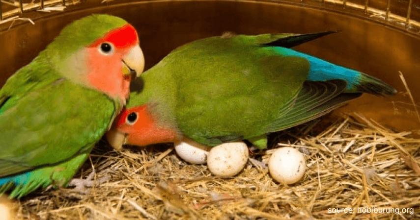 Proses Pengeraman Telur - Cara Budidaya Ternak Lovebird