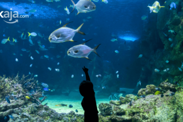 6 Daftar Tempat Wisata Aquarium yang ada di Indonesia